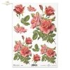 Rose twigs, buds, green leaves, beautiful developed roses; rose, roses, flower, flowers, bouquet, bouquets